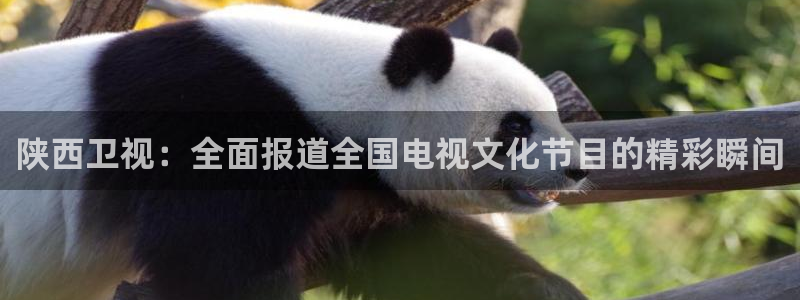 88看球免费nba直播：陕西卫视：全面报道全国电视文化节目的精彩瞬间